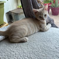 SANMELE, chat à adopter