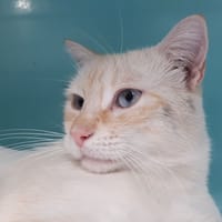 Cream, chat à adopter