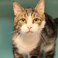 Pixar CAB5383, chat à adopter