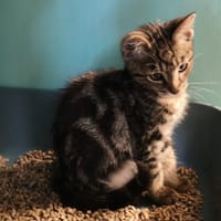 HEENOU, chat à adopter