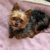 Snoopy CAA16014, chien à adopter