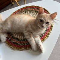 PHENIX, chat à adopter