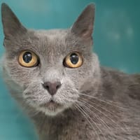 Princesse, chatte à adopter