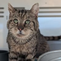 COQUELICOT, chat à adopter
