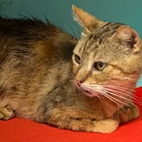 SASCHA, chat à adopter