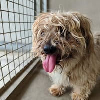 HERMES QCN, chien à adopter