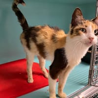 CHARLIE, chatte à adopter