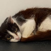 LOKI, chatte à adopter