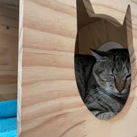 POEME, chatte à adopter