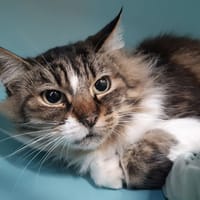 Myriade, chatte à adopter