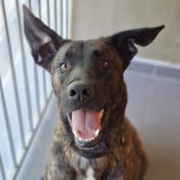 vega, chienne à adopter