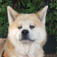KAIDO, chien à adopter