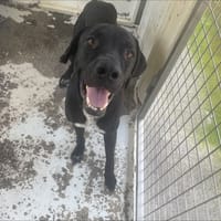 WILOW, chien à adopter