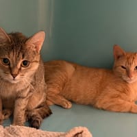 Pouffa CAB5960, chatte à adopter