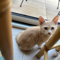 FEU, chat à adopter