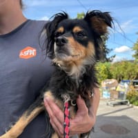 ROSIE, chienne à adopter