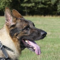 PAROUK, chien à adopter