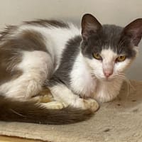PIXEL, chat à adopter