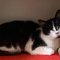 TOKYO, chat à adopter