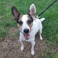 OCTAVIA, chienne à adopter