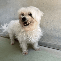 Nantua, chienne à adopter