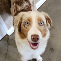 VALCO QCN, chien à adopter