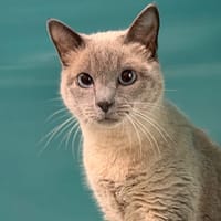 NAIA, chatte à adopter