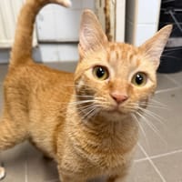 jose, chat à adopter