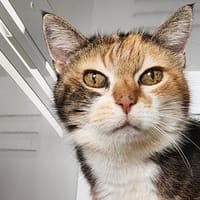 NEYLA, chatte à adopter