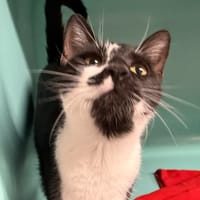 rosita, chatte à adopter