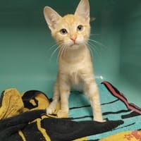 OBERYN PAB29044, chat à adopter
