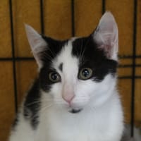baptiste, chat à adopter