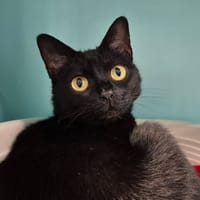 PLATOON QCT, chatte à adopter