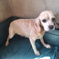 IRIS (A TROUVE SA FAMILLE), chienne à adopter