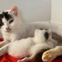 LOOPING, chatte à adopter