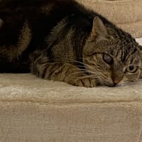 MANGO, chat à adopter
