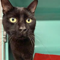 pepito, chat à adopter