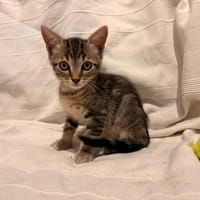 Arthur, chat à adopter