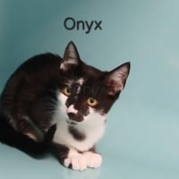 ONYX, chat à adopter