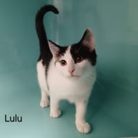 LULU, chat à adopter