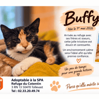 BUFFY (Réservée), chatte à adopter