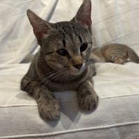 Abigail, chatte à adopter