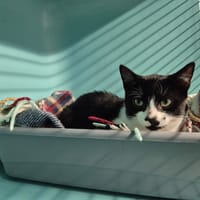 Faust, chat à adopter