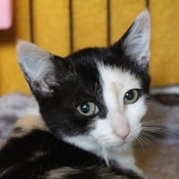benoite, chatte à adopter