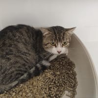 PATOU, chat à adopter