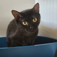Butter, chatte à adopter