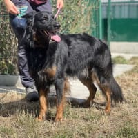 KRUSTY, chien à adopter