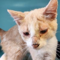 saturne, chatte à adopter