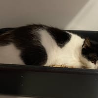 LOU, chatte à adopter