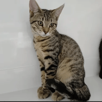 Léana, chatte à adopter